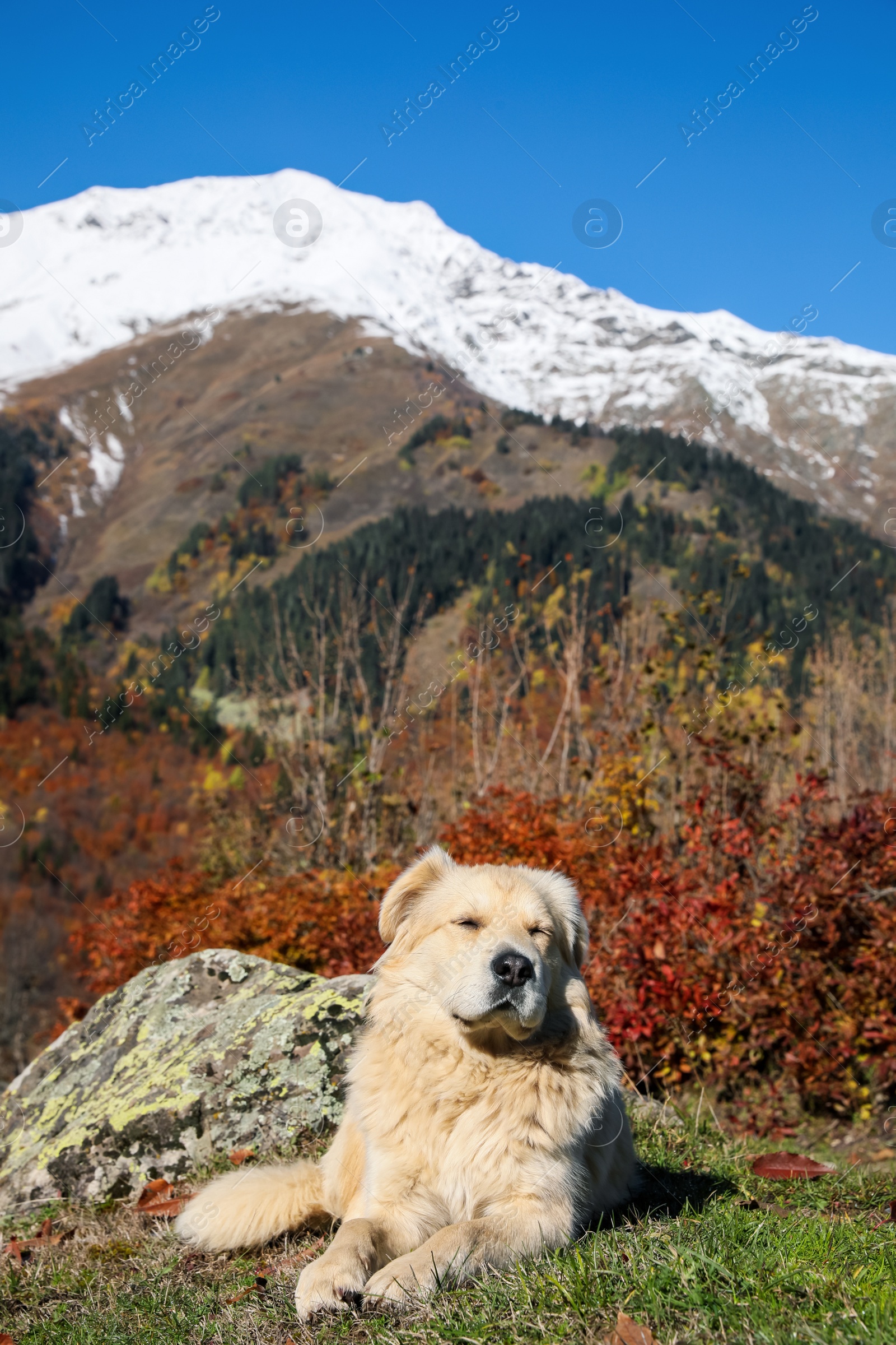 Photo of Adorable dog in mountains on sunny day