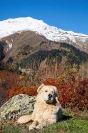 Photo of Adorable dog in mountains on sunny day