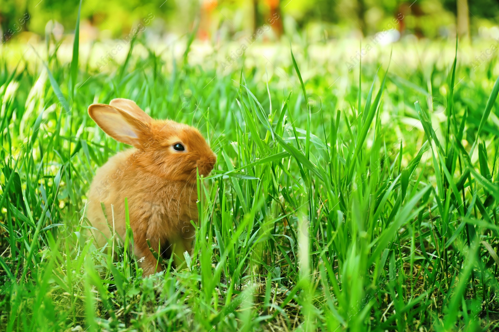 Photo of Cute red bunny among green grass, outdoors