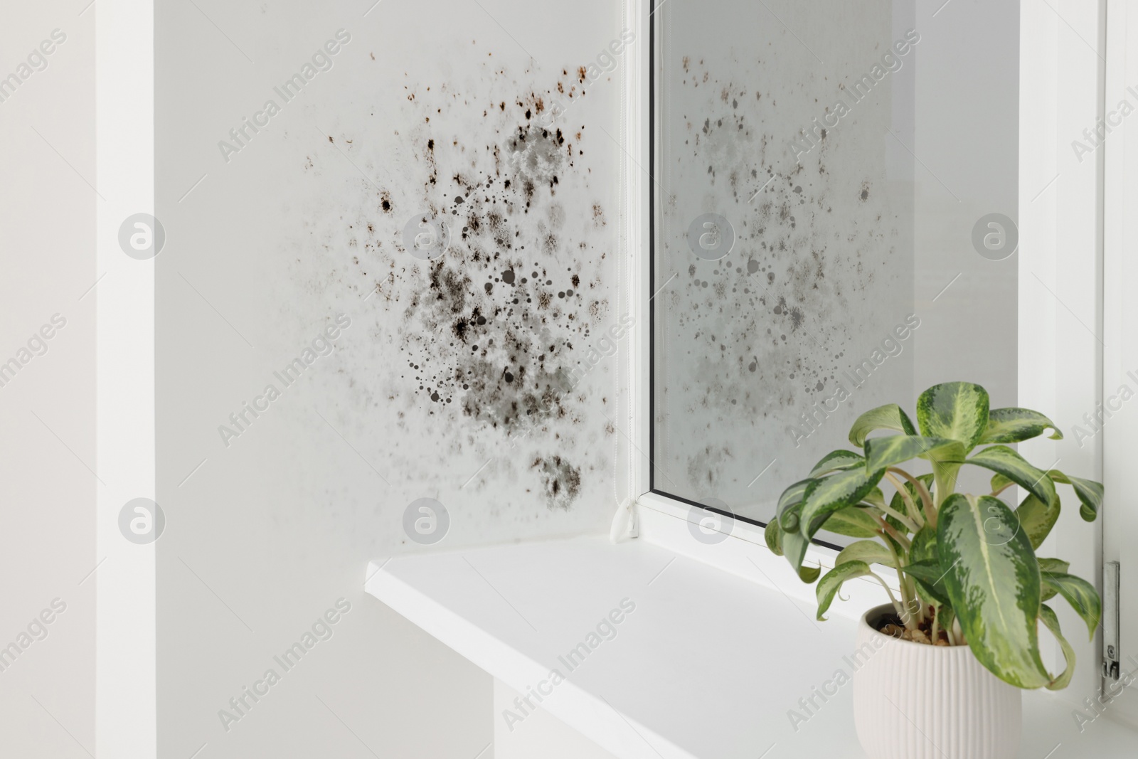 Image of Window slope affected with mold in room