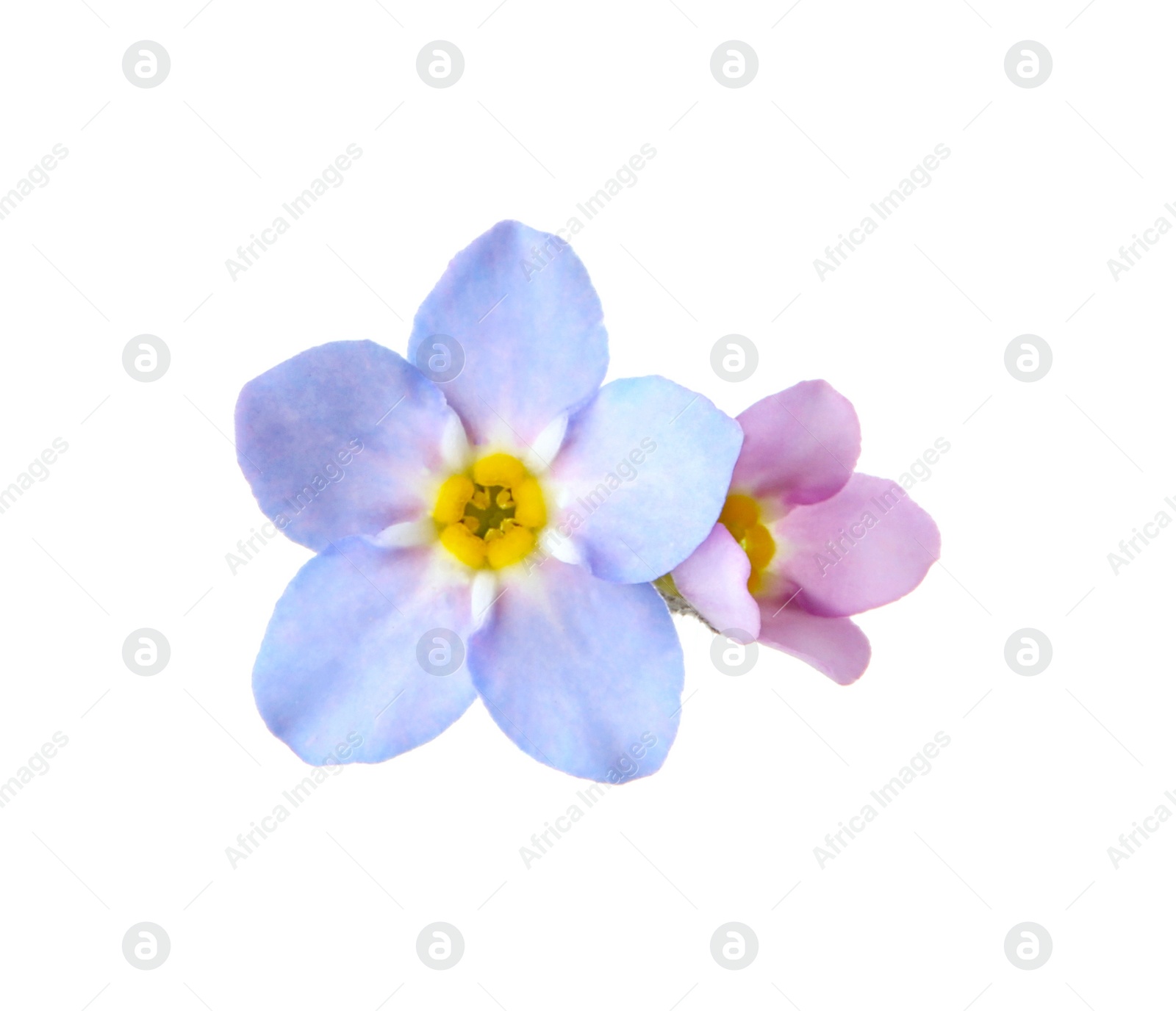 Photo of Amazing spring forget-me-not flowers on white background