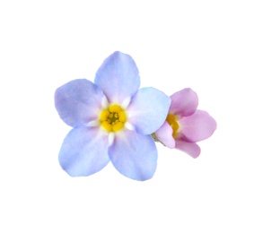 Photo of Amazing spring forget-me-not flowers on white background