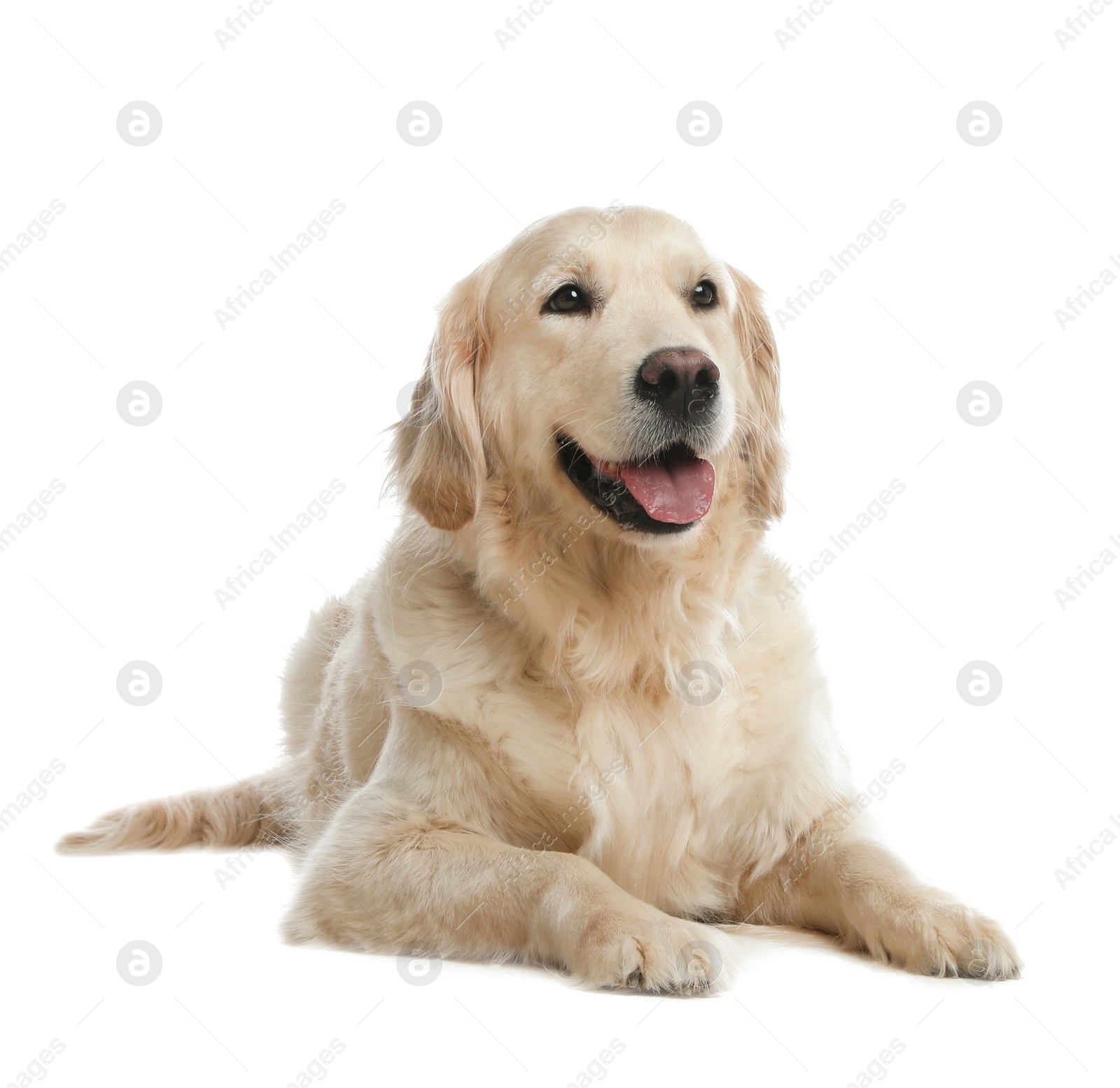 Photo of Cute Golden Retriever dog on white background