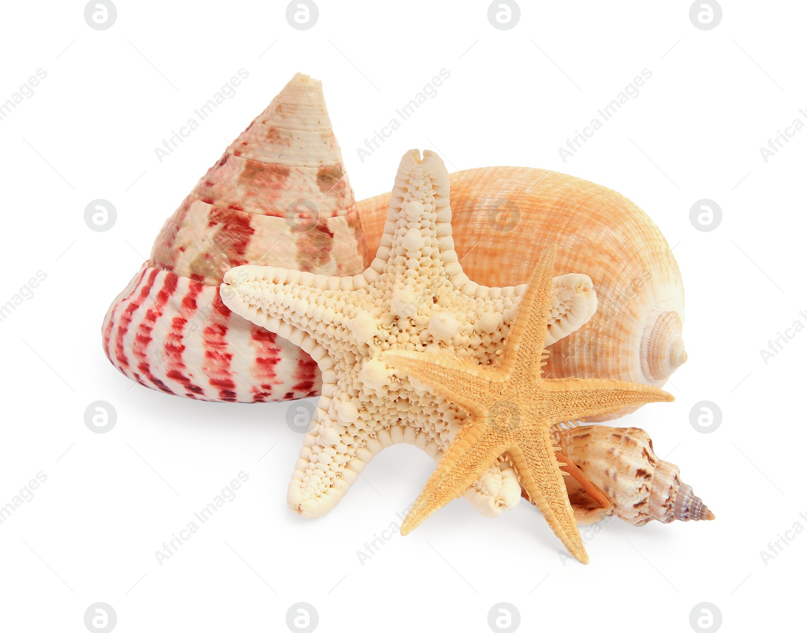 Photo of Beautiful sea stars (starfishes) and seashells isolated on white