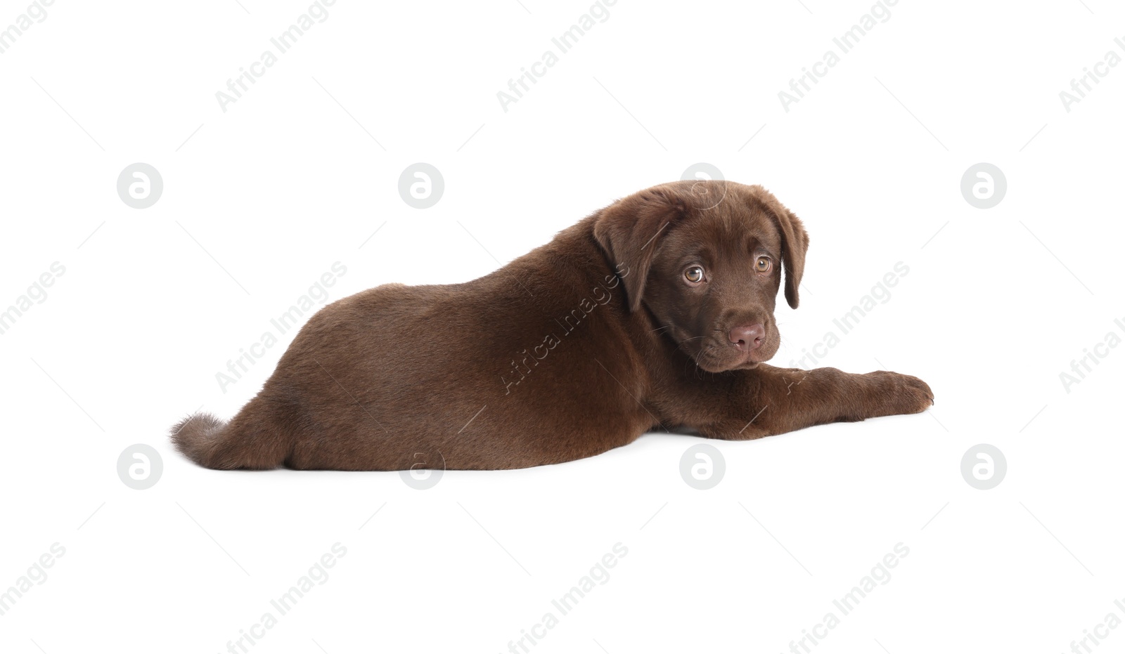 Cute chocolate Labrador Retriever puppy on white background Photo of Cute chocolate Labrador Retriever puppy on white background