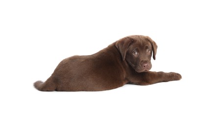 Photo of Cute chocolate Labrador Retriever puppy on white background