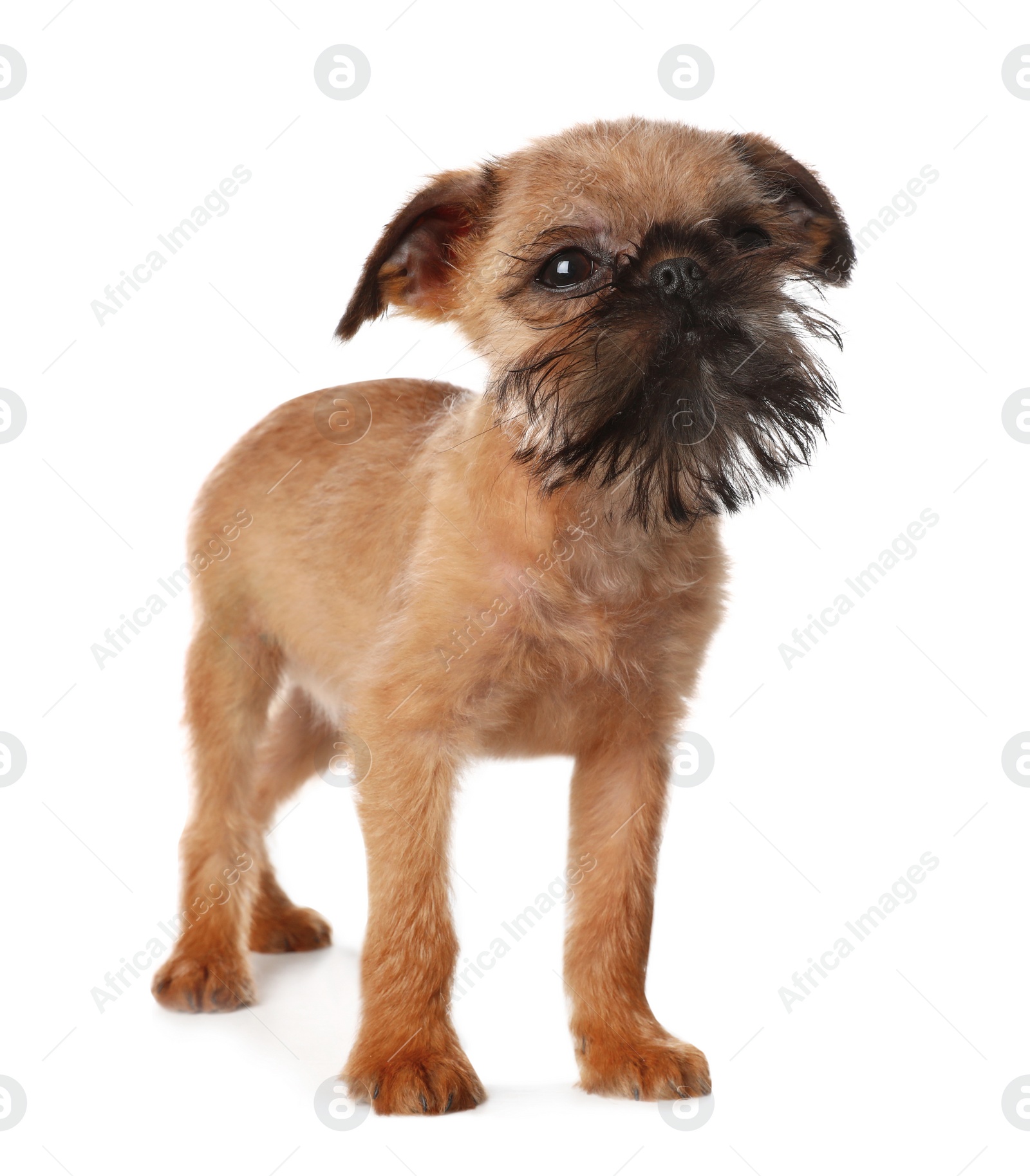 Photo of Studio portrait of funny Brussels Griffon dog looking into camera on white background