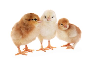 Photo of Three cute fluffy chickens on white background