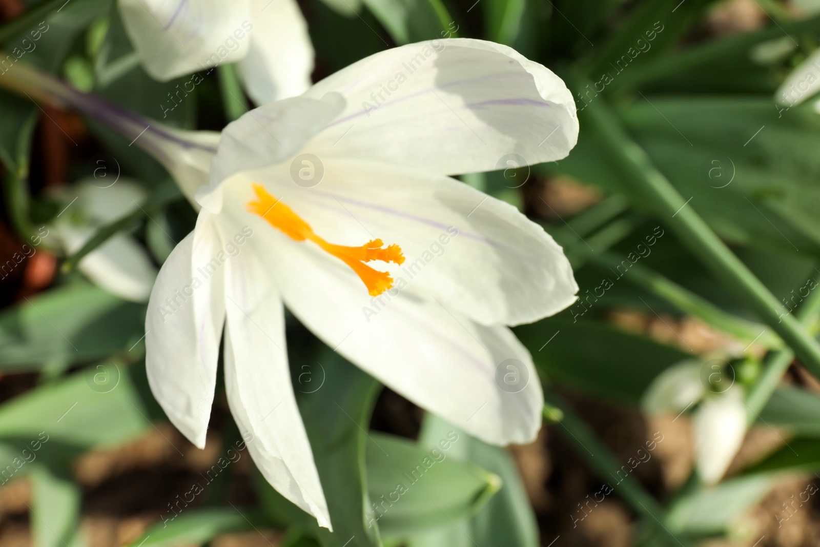 Photo of Beautiful crocus flower in garden, closeup. Spring season