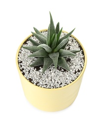 Photo of Beautiful succulent plant in painted tin can isolated on white. Home decor