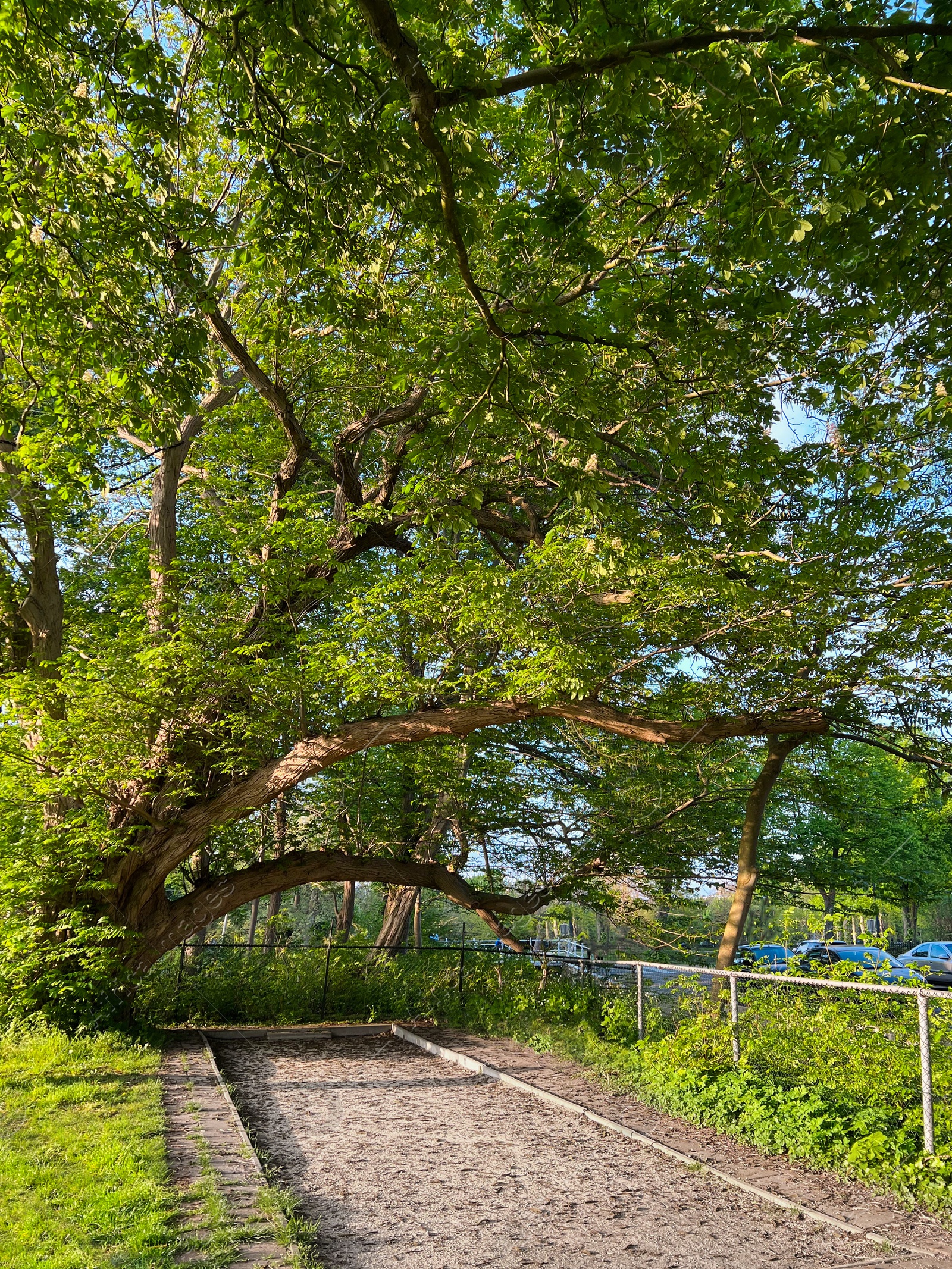 Photo of Beautiful green trees in park on sunny day