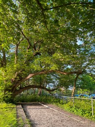 Beautiful green trees in park on sunny day