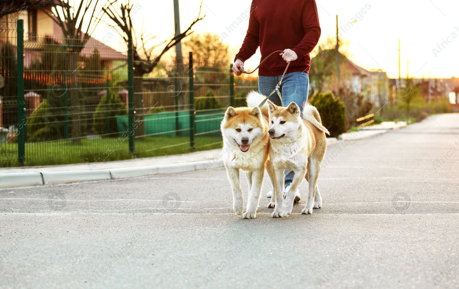Photo of Young man walking his adorable Akita Inu dogs outdoors