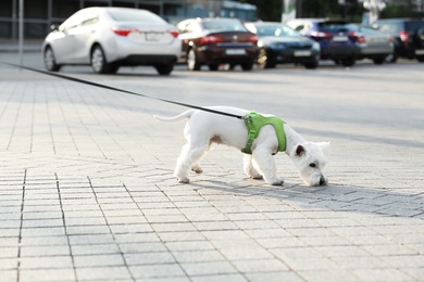 Photo of Adorable West Highland White Terrier dog on sidewalk outdoors