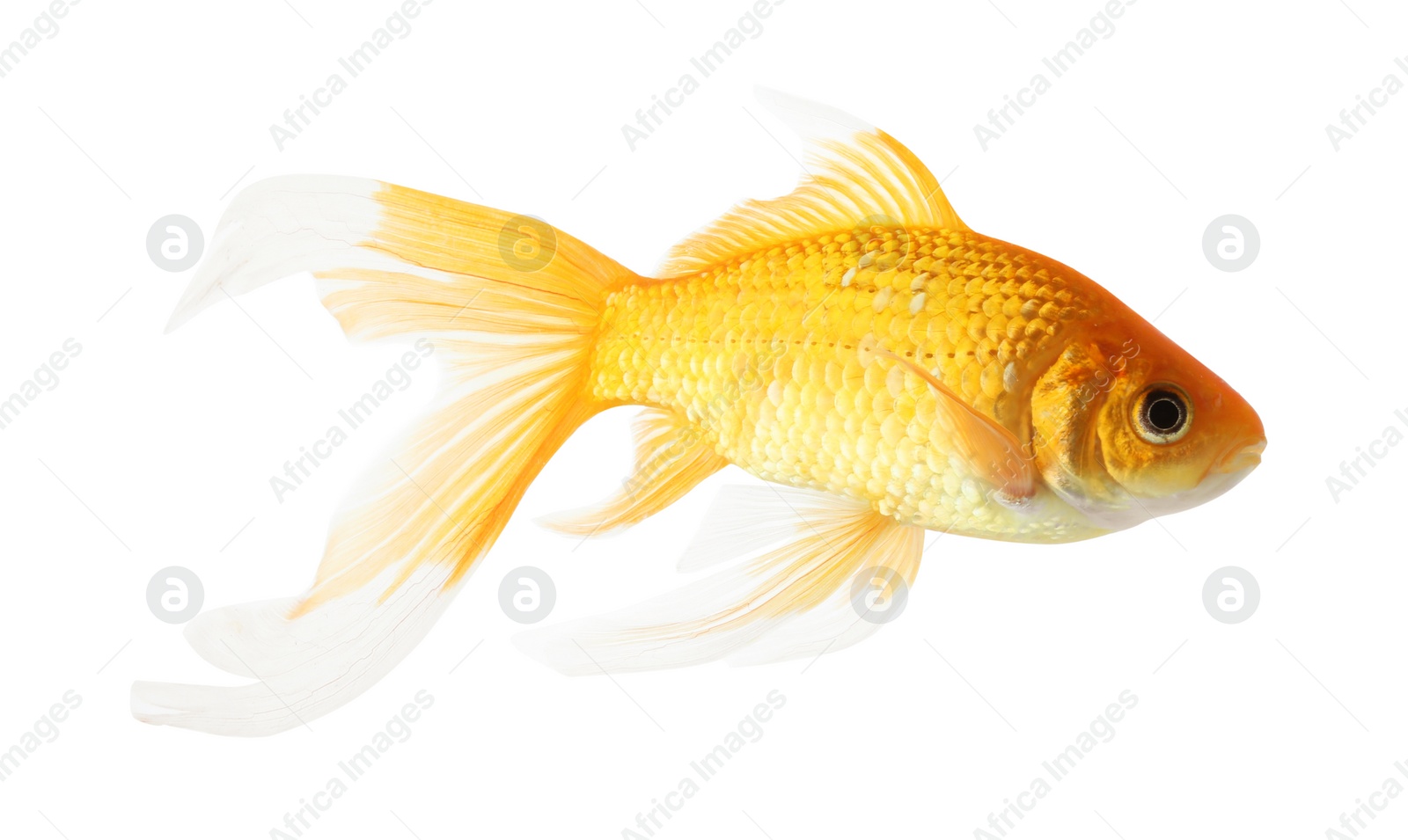 Photo of Beautiful bright small goldfish isolated on white