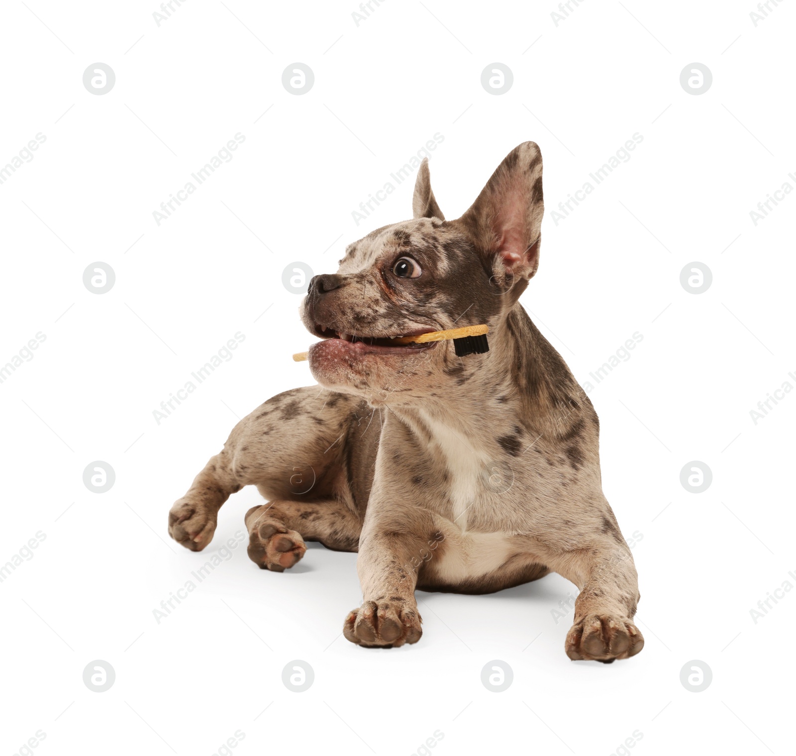 Photo of Cute French Bulldog with toothbrush on white background