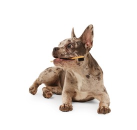 Photo of Cute French Bulldog with toothbrush on white background