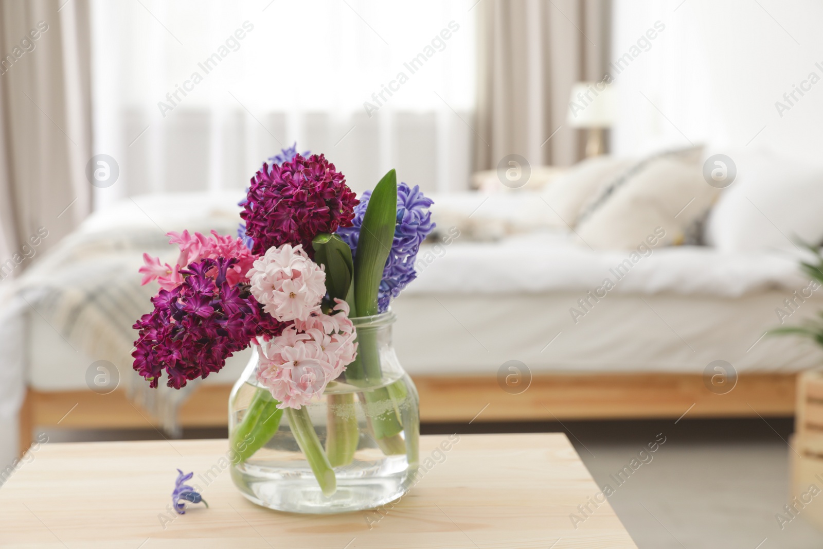 Photo of Beautiful hyacinths in glass vase on table indoors, space for text. Spring flowers