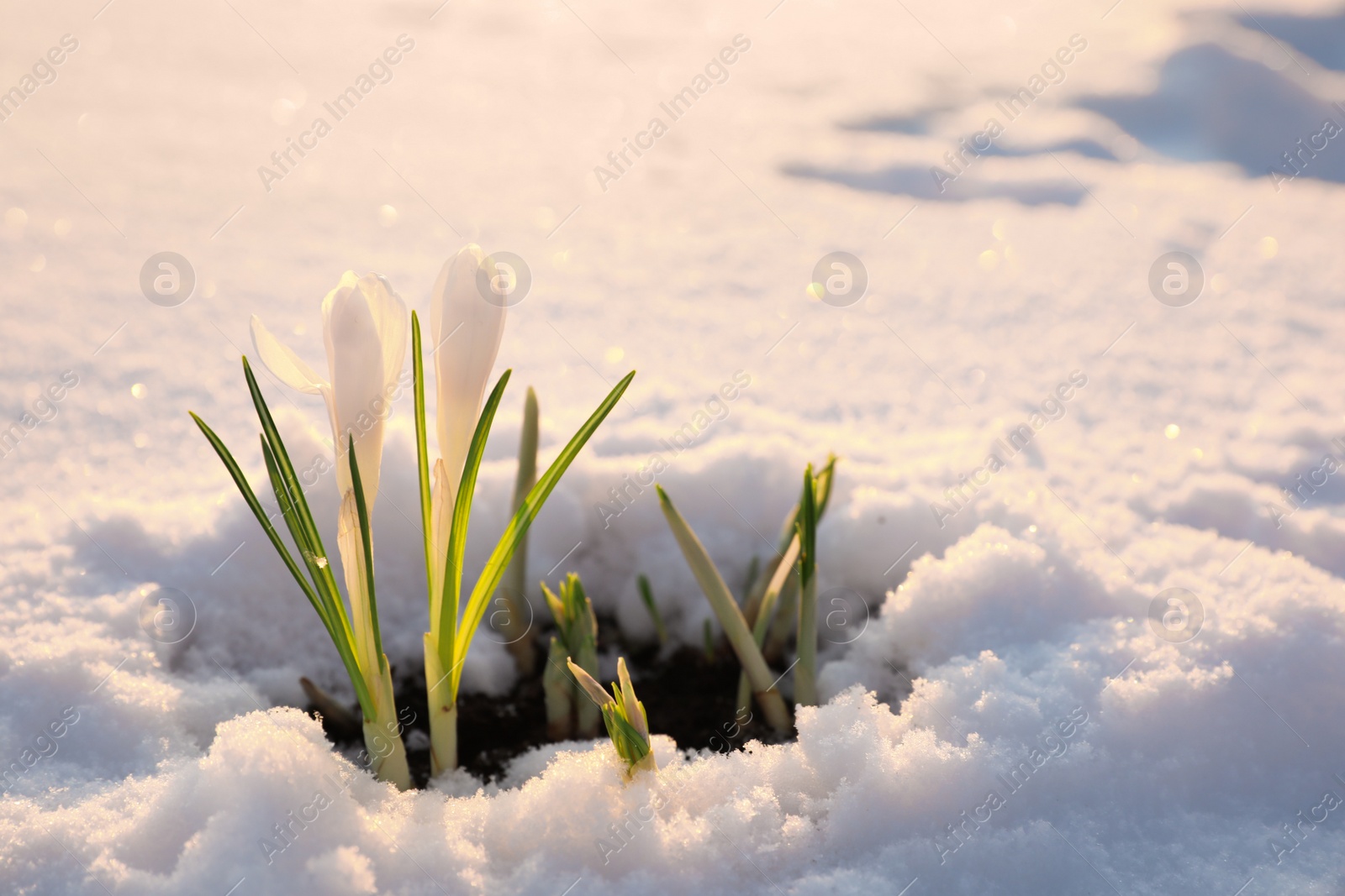 Photo of Beautiful crocuses growing through snow. First spring flowers