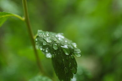 Green plant with wet foliage outdoors on rainy day, closeup