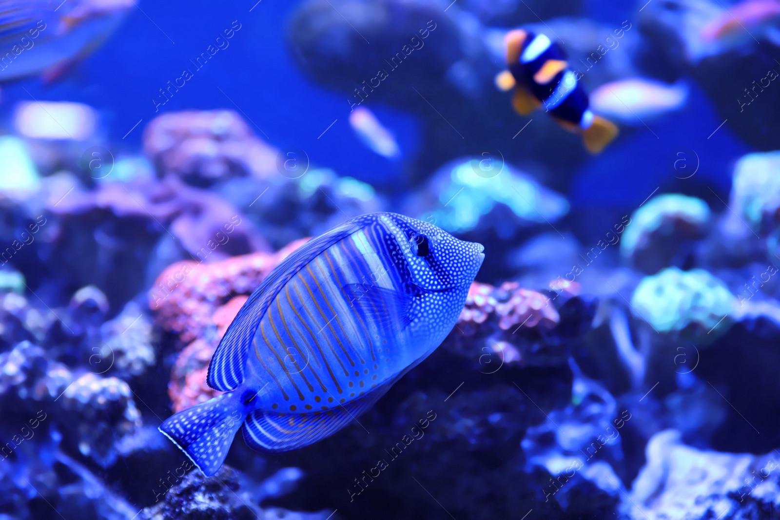 Photo of Beautiful butterfly fish in clear aquarium water