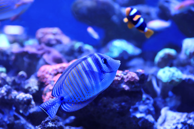 Beautiful butterfly fish in clear aquarium water