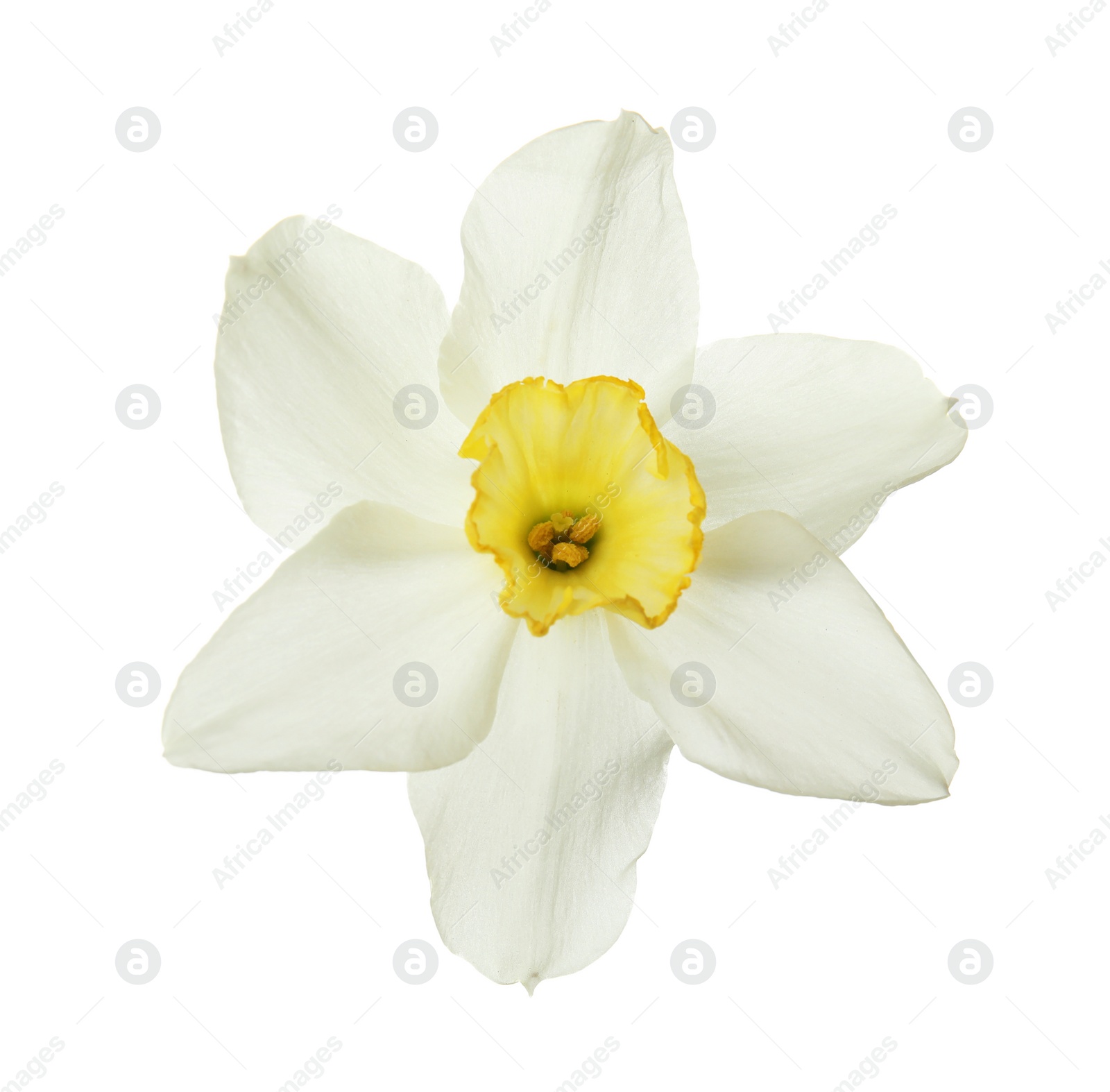 Photo of Beautiful daffodil on white background. Fresh spring flower