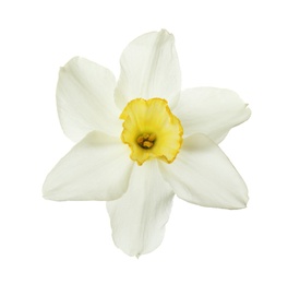 Photo of Beautiful daffodil on white background. Fresh spring flower