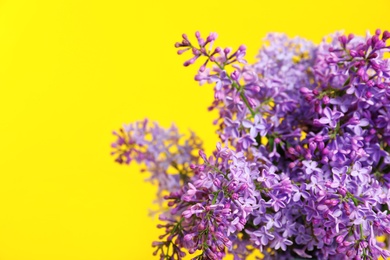 Photo of Blossoming lilac flowers on color background, closeup. Space for text