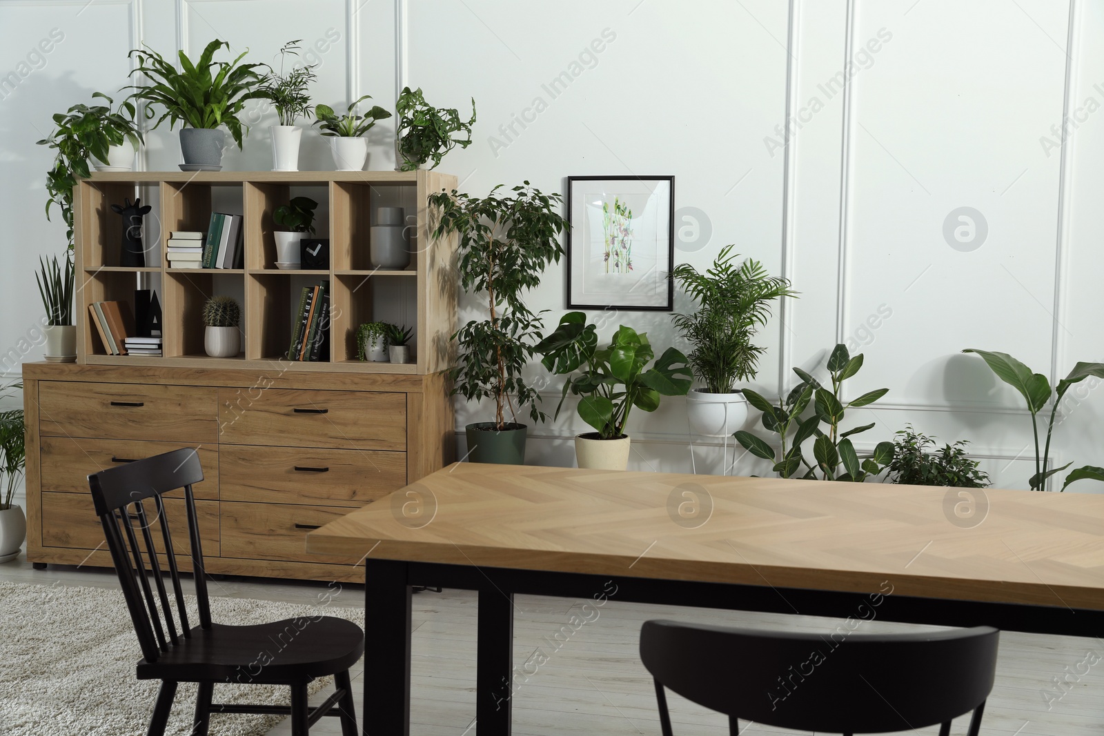 Photo of Table with chairs and wooden shelving unit, books and many potted houseplants in stylish room