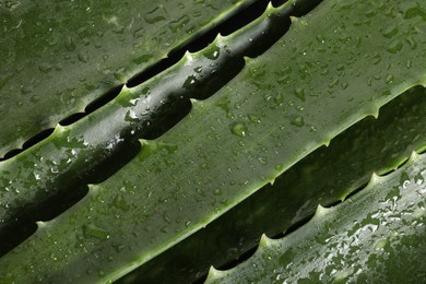 Photo of Green aloe vera leaves with water drops as background, top view