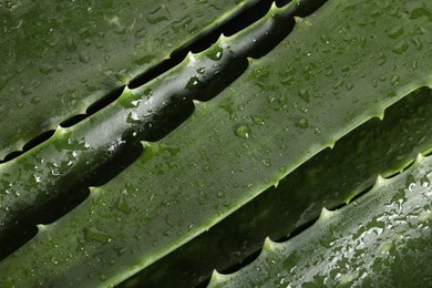 Green aloe vera leaves with water drops as background, top view