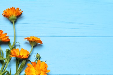 Photo of Beautiful fresh calendula flowers on light blue wooden table, flat lay. Space for text