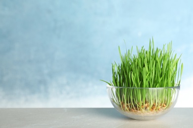 Photo of Glass bowl with sprouted wheat grass seeds on table against color background, space for text