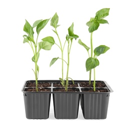 Photo of Vegetable seedlings in plastic tray isolated on white