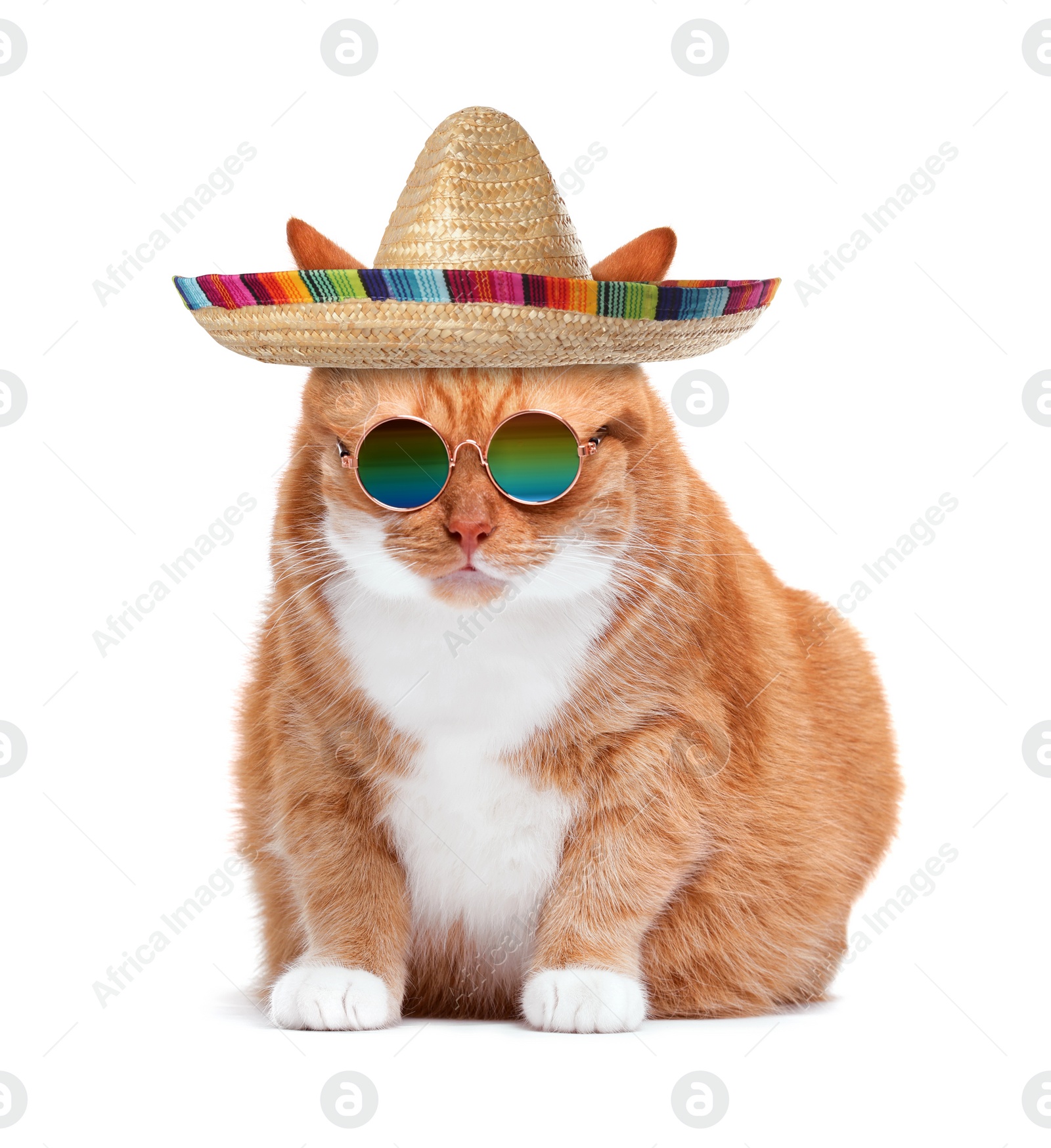 Image of Funny red cat with sombrero and sunglasses on white background