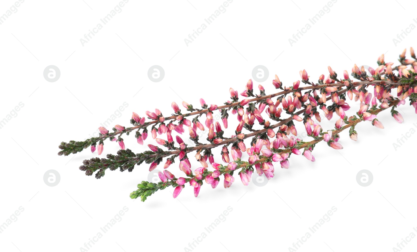 Photo of Branches of heather with beautiful flowers on white background