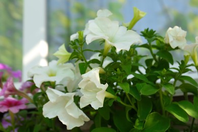 Photo of Beautiful blooming petunias near window outdoors, closeup