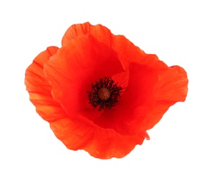 Photo of Fresh red poppy flower isolated on white, top view