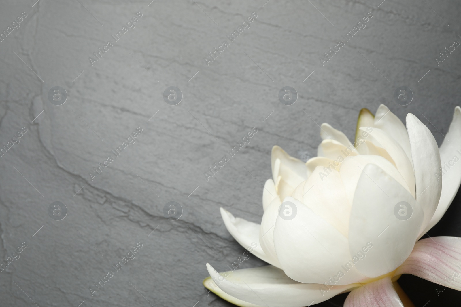 Photo of Beautiful white lotus flower on grey table, top view. Space for text