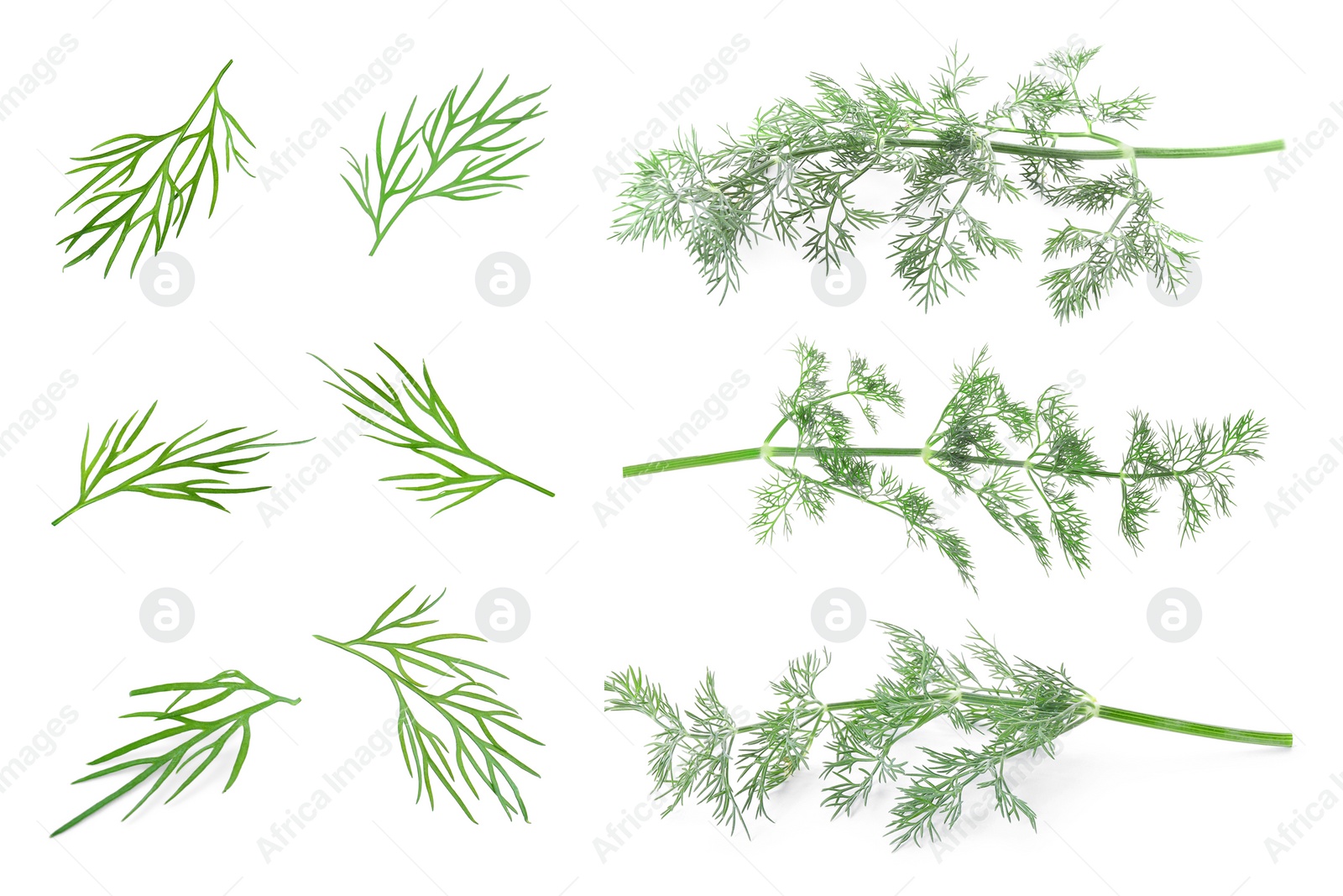 Image of Set of fresh dill isolated on white