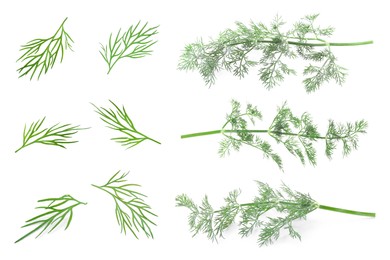 Set of fresh dill isolated on white