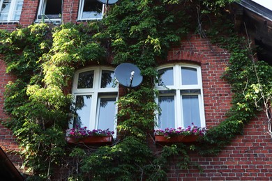 Red brick building overgrown with green creeper plant and beautiful flowers under windows