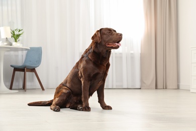 Photo of Cute friendly dog sitting on floor in room