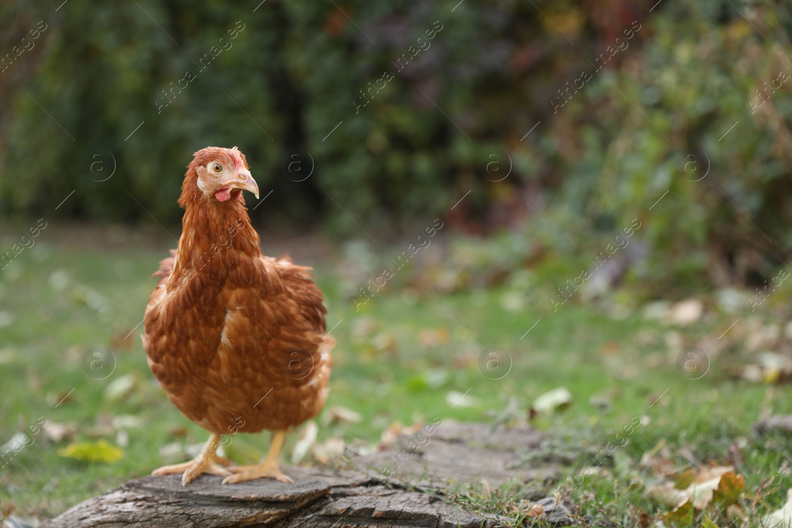 Photo of Beautiful chicken in yard on farm. Domestic animal