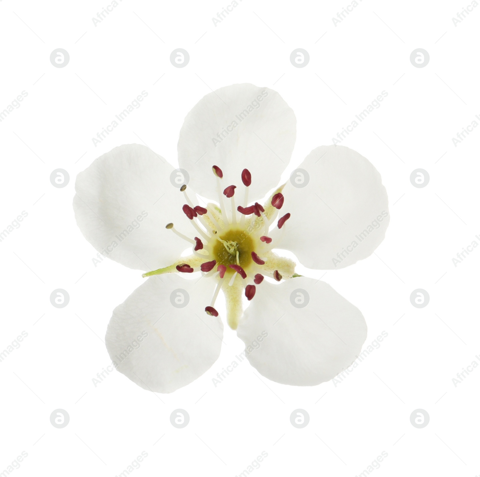 Photo of Beautiful flower of blossoming pear tree on white background