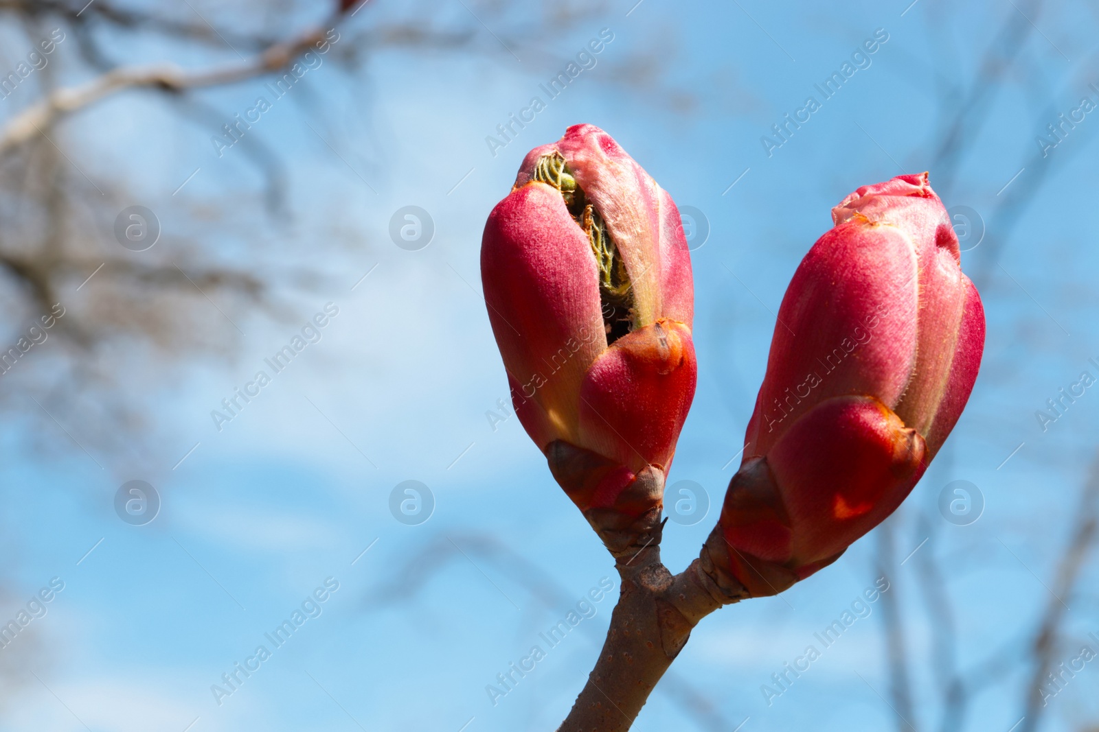 Photo of Branch of blooming chestnut tree against blue sky, closeup