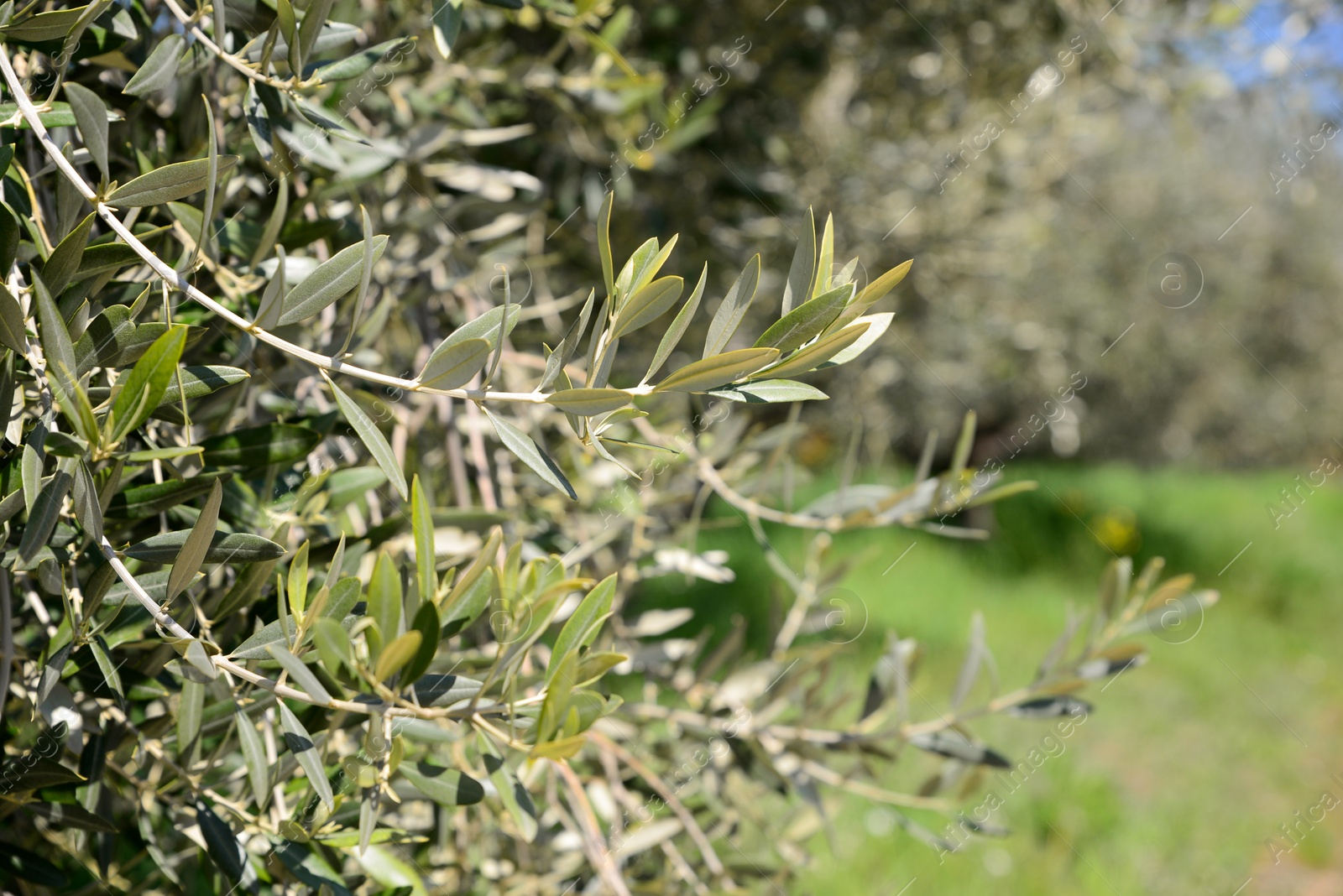 Photo of Olive tree with fresh green leaves outdoors on sunny day, closeup