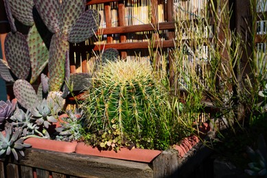 Photo of Beautiful potted cacti growing in pot near wooden wall