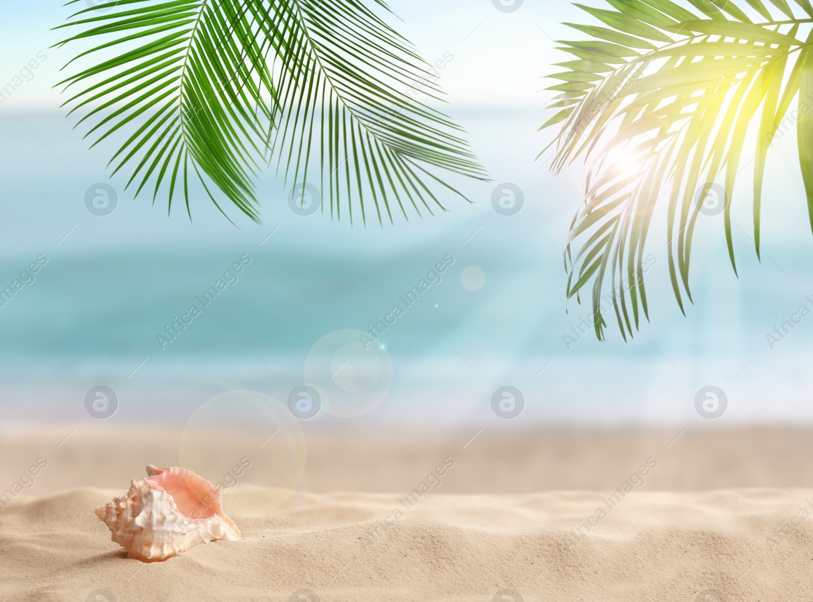 Image of Seashell and tropical sandy beach on sunny day 